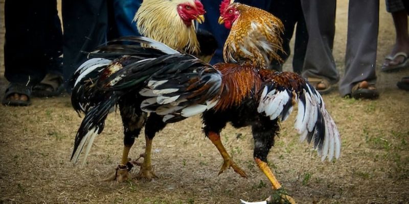 Những chiến kê xuất sắc dưới sự huấn luyện của ông