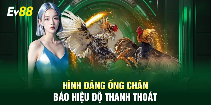 Hình dáng ống chân báo hiệu độ thanh thoát